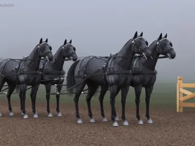  Four Black Horses in Breast Collar Harness 