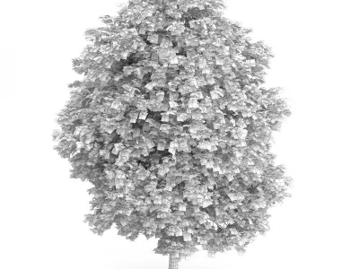 Cigar Tree Catalpa bignonioides 3D model
