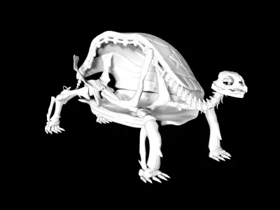  Animal and Bird and Dinosaur Skeletons huge collection 