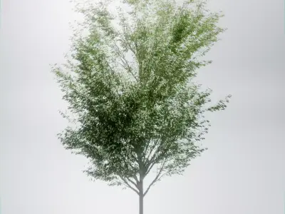 Realistic Deciduous Tree Game-Ready 3D Model 3D model