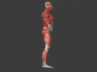 Full Human Muscle Anatomy Medical Edition 3D model