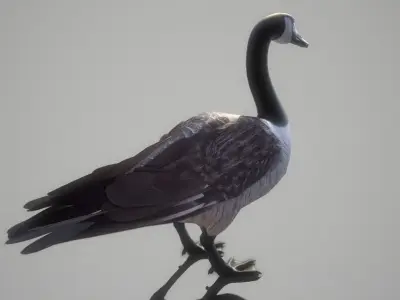  wild goose Low-poly 