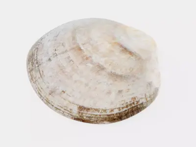 Clam V3 - Realistic Hard Shell 3D model