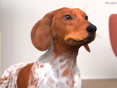  Short-Legged Hound with Dapple Coat Fur for Cinema 4D 