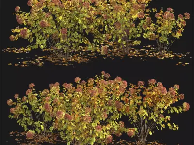 Hydrangea arborescens 03 autumn 3D model