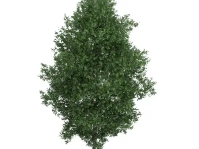 Large-leaved Lime Tree Tilia platyphyllos 3D model