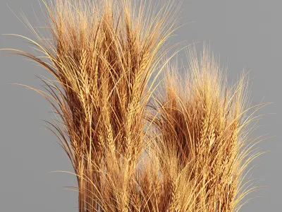 Indoor Plant Set 47 Wheat 3D model