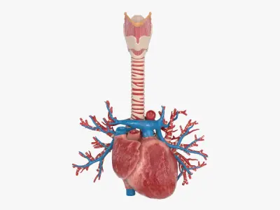  Heart BronchialVessels 