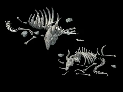 Sea bottom - animal wreckage 06 3D model