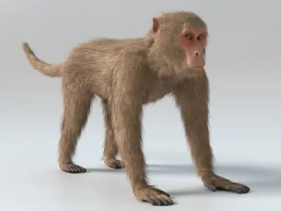  Monkey Animated 