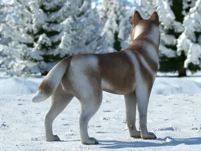  Large Dogs Rigged for Cinema 4D Collection 