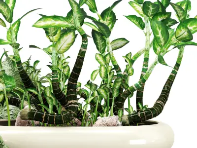 Oyoy awa one 3D model