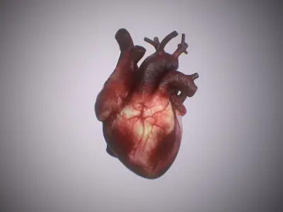 Heart Realistic Production - Animated Blendshapes 3D model