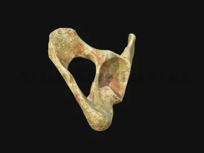 3D Pelvic Anatomy 3D model