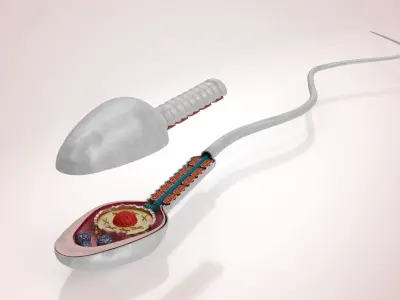 Animated Sperm Cell or Spermatozoa Low-poly 3D model