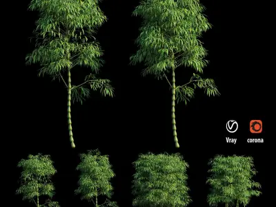 Bambusa ventricosa 02 3D model