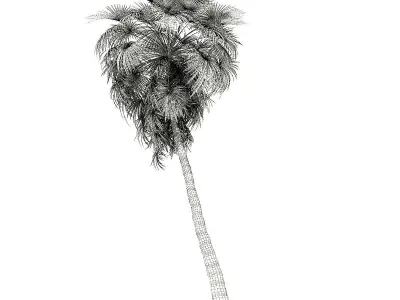California Palm Tree 3D Model 10m 3D model