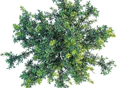 Barringtonia acutangula 3D model