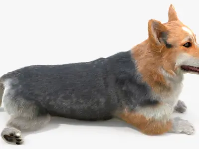  Tricolor Welsh Corgi Pembroke Resting Pose Fur 