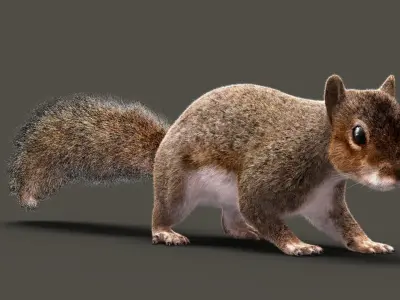  Squirrel ANIMATED XGEN-CORE 