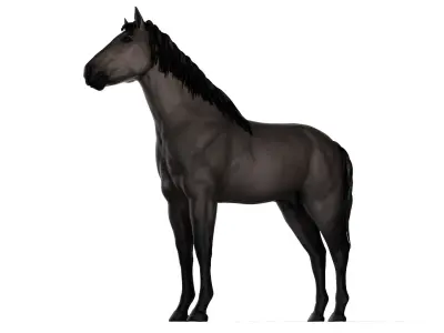  Full Female Horse Anatomy Static 