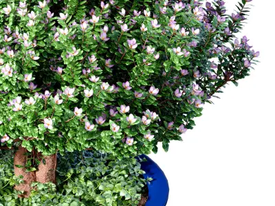 Decorative tree plant shrub porcelain vase pot Provence style 3D model