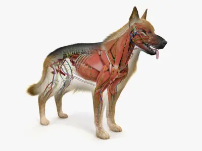  Full German Shepherd Anatomy 