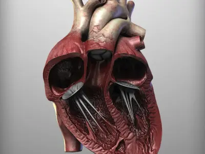 3d human heart 3D model