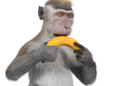  Gray Rhesus Macaque Eating Banana Fur for Maya 