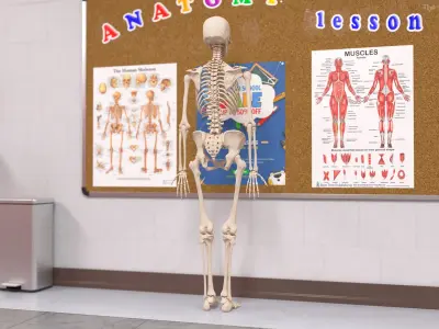  Human Female Skeleton Anatomy Rigged 