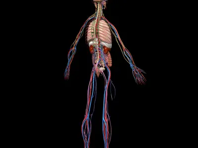  Skeleton Anatomy Nervous System 