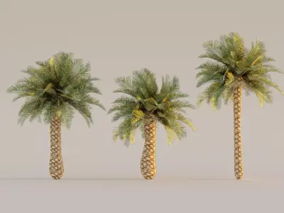 low poly palm trees for forest or exterior  Low-poly 3D model