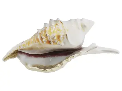Murex Seashells Collection 3D model