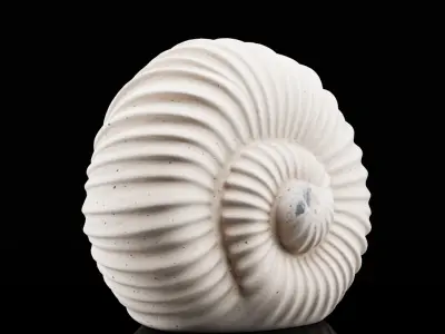 Spiral Shell Decor 3D model