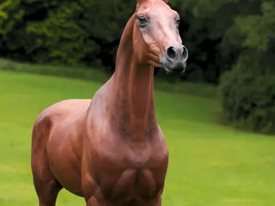  horse arabian BROWN 