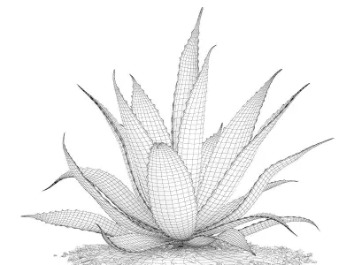 Aloe Aloe Vera 3D model