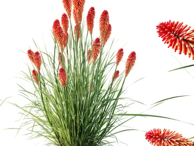 AV Carex Elata Aurea Grass and Kniphofia Caulescens 3D model