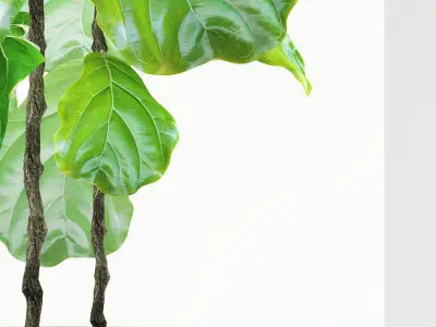 ficus plants 113 3D model