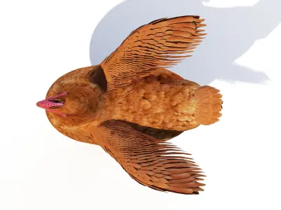  Full Chicken Anatomy Static 