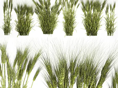 plants from six bushes of green ears of wheat for landscaping 3D model