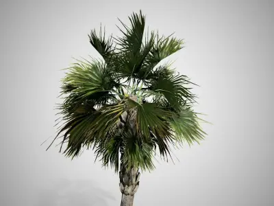 Palmetto Tree Low-poly 3D model