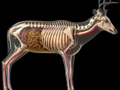  Deer anatomy 