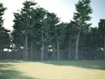 Conifer Forest 3d exterior  scene Low-poly 3D model