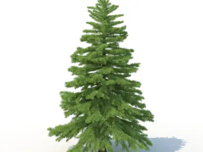 Spruce Tree No 2 3D model