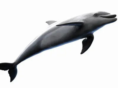  Dolphin - Shark - Whale Rigged Collection 