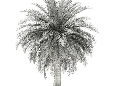 Butia Palm Tree 3D Model 4m 3D model