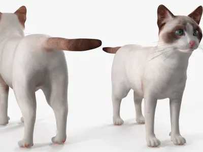  Ragdoll Cat Rigged for Cinema 4D 