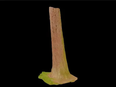 Redwood Pine Conifer Trunk 3D PhotoScan Realistic  Free low-poly 3D model