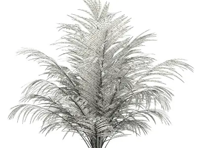 Golden Cane Palm Tree 3D Model 2m 3D model