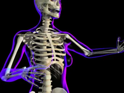 Full Female Body X-Ray With Skeleton 3D model